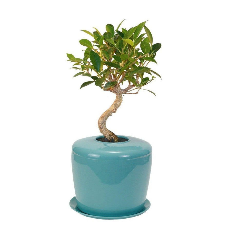 The Living Urn Indoors / Patio - Greenhaven