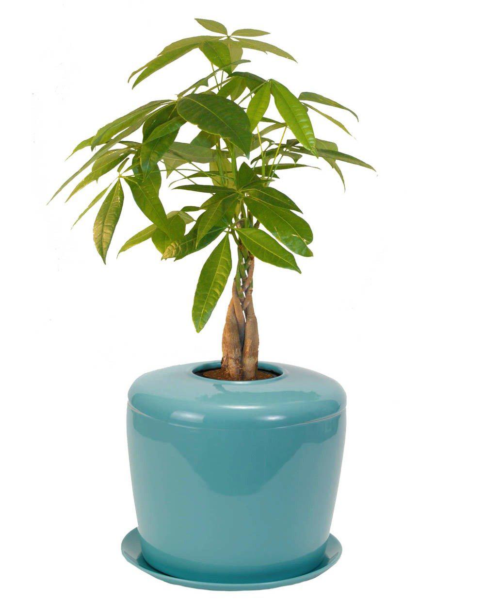 The Living Urn Indoors / Patio - Greenhaven