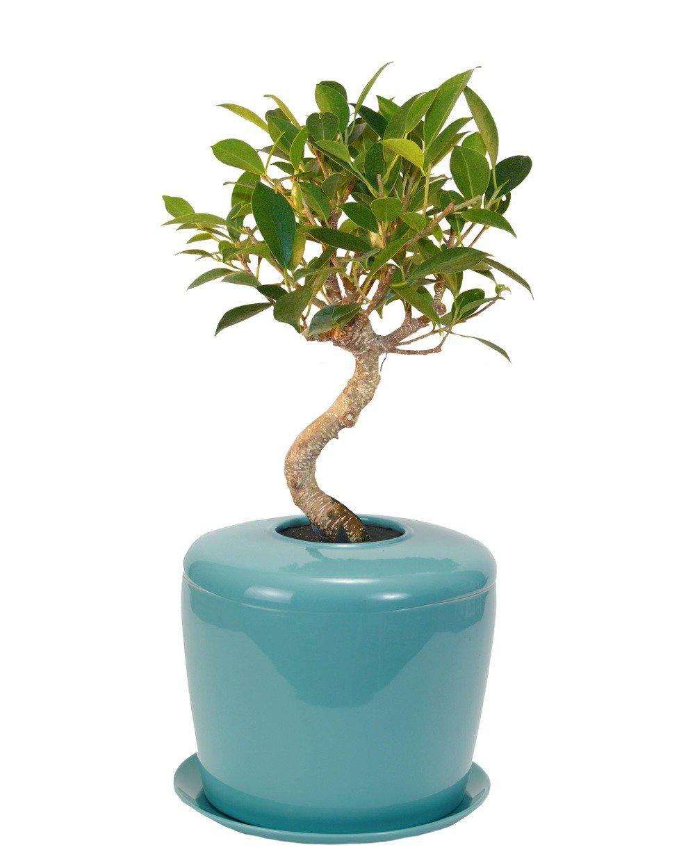The Living Urn Indoors / Patio - Greenhaven