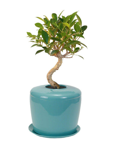 The Living Urn Indoors / Patio - Greenhaven