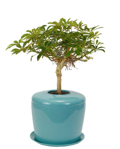 The Living Urn Indoors / Patio - Greenhaven