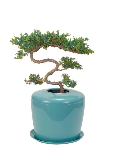 The Living Urn Indoors / Patio - Greenhaven