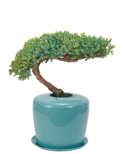 The Living Urn Indoors / Patio - Greenhaven