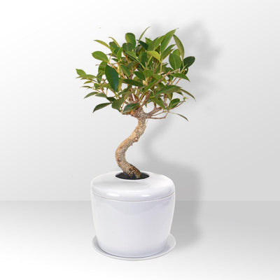 The Living Urn Indoors / Patio - Greenhaven