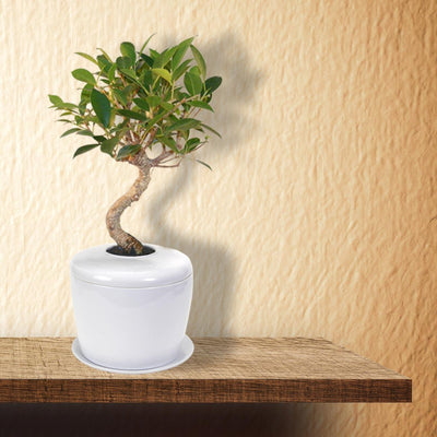 The Living Urn Indoors / Patio - Greenhaven