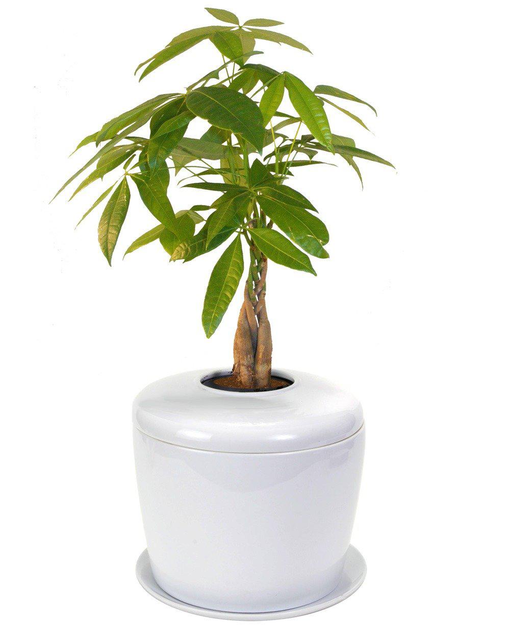 The Living Urn Indoors / Patio - Greenhaven