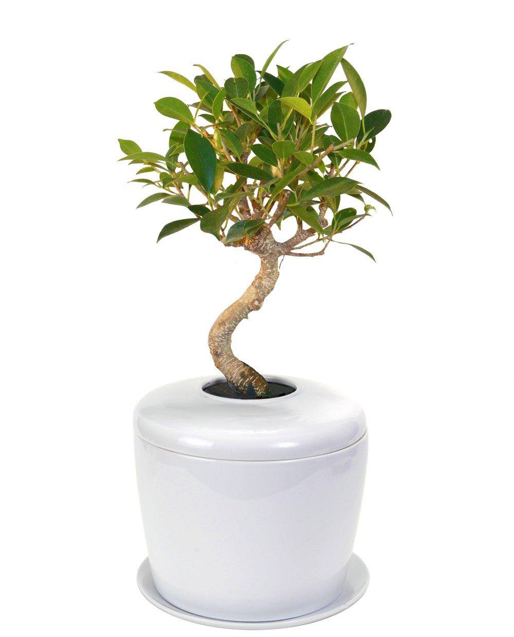 The Living Urn Indoors / Patio - Greenhaven