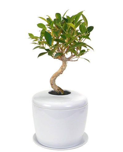 The Living Urn Indoors / Patio - Greenhaven
