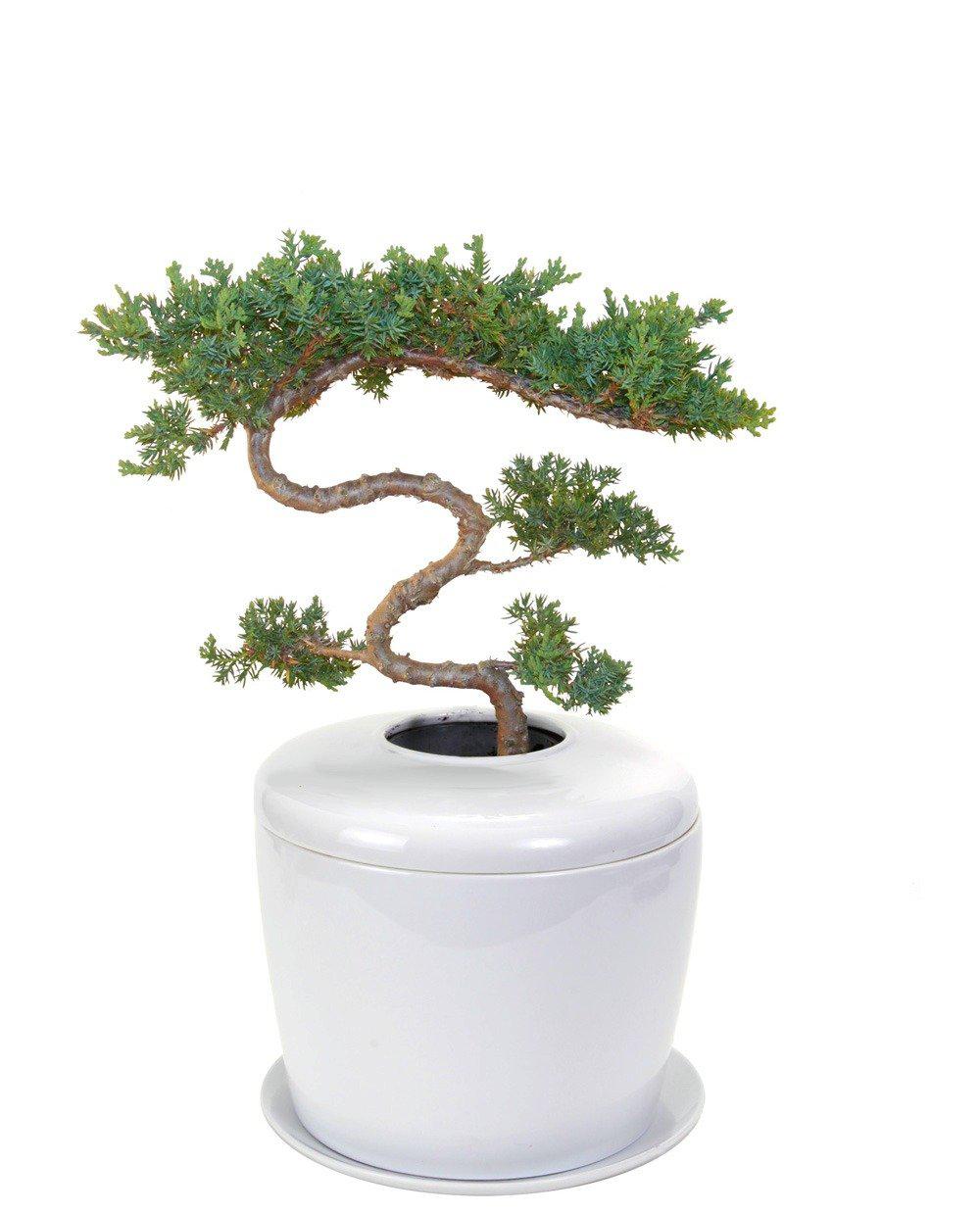 The Living Urn Indoors / Patio - Greenhaven