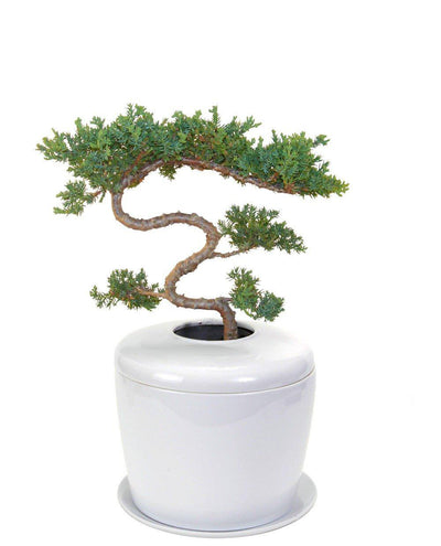 The Living Urn Indoors / Patio - Greenhaven