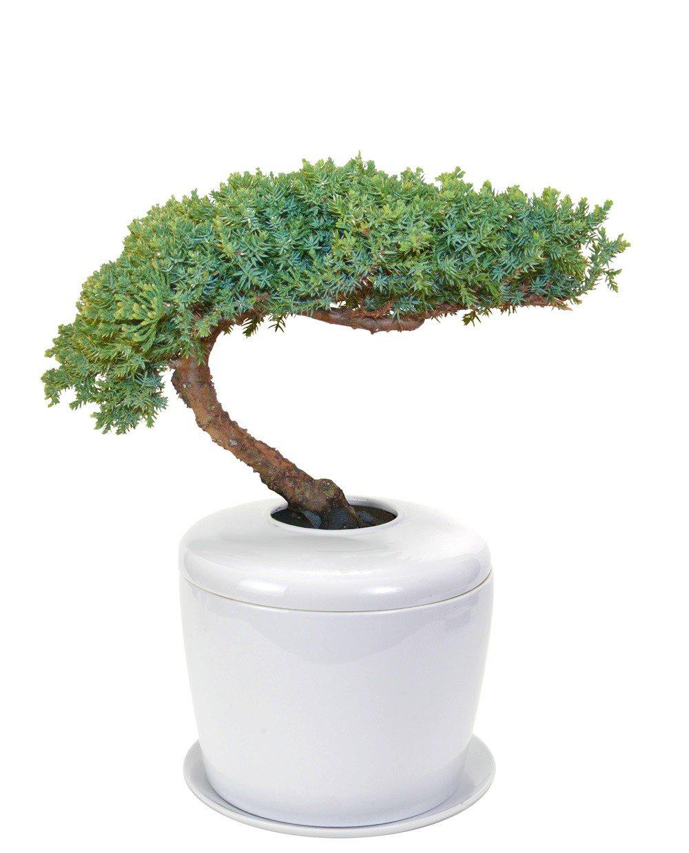 The Living Urn Indoors / Patio - Greenhaven