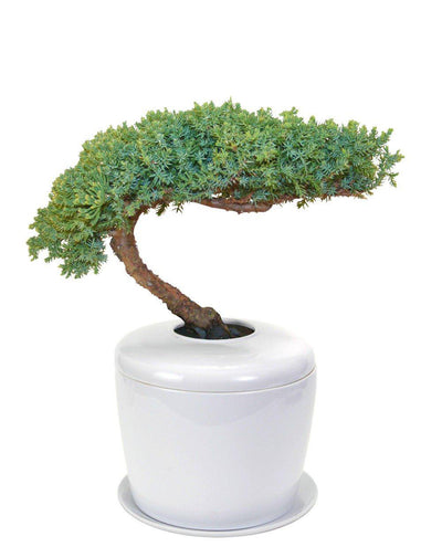 The Living Urn Indoors / Patio - Greenhaven