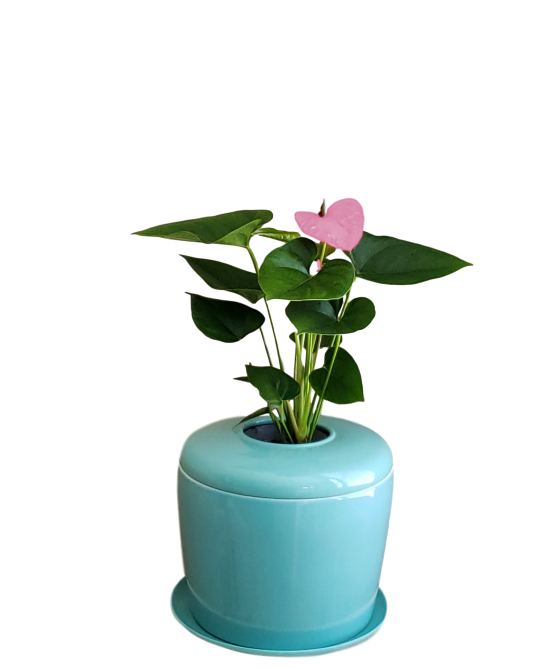 The Living Urn Indoors / Patio - Greenhaven