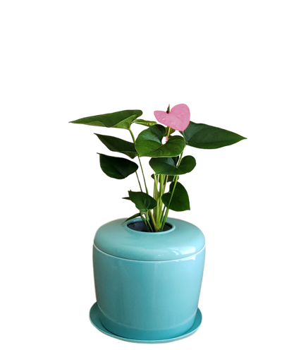 The Living Urn Indoors / Patio - Greenhaven