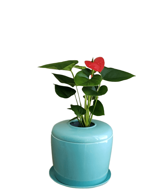 The Living Urn Indoors / Patio - Greenhaven