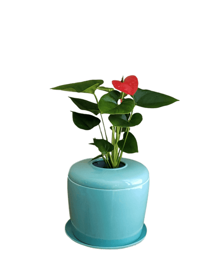 The Living Urn Indoors / Patio - Greenhaven