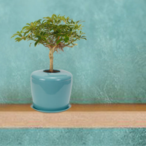 The Living Urn Indoors / Patio - Greenhaven