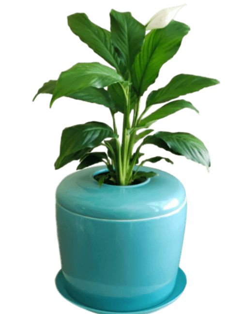 The Living Urn Indoors / Patio - Greenhaven