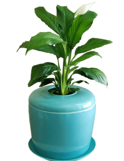 The Living Urn Indoors / Patio - Greenhaven