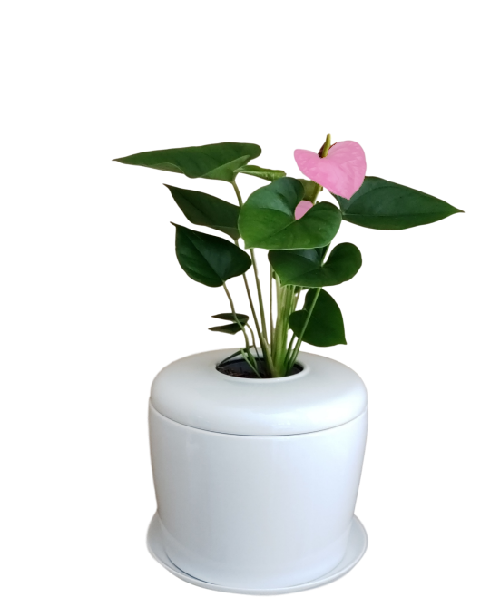 The Living Urn Indoors / Patio - Greenhaven