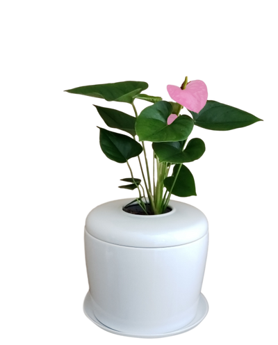 The Living Urn Indoors / Patio - Greenhaven