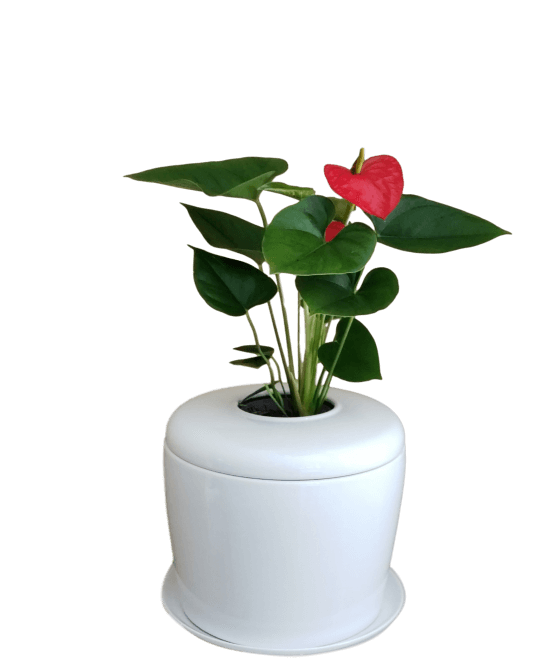 The Living Urn Indoors / Patio - Greenhaven