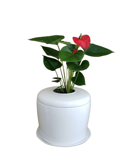 The Living Urn Indoors / Patio - Greenhaven