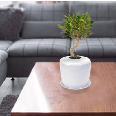 The Living Urn Indoors / Patio - Greenhaven