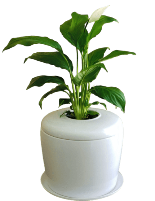The Living Urn Indoors / Patio - Greenhaven