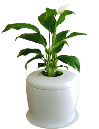 The Living Urn Indoors / Patio - Greenhaven